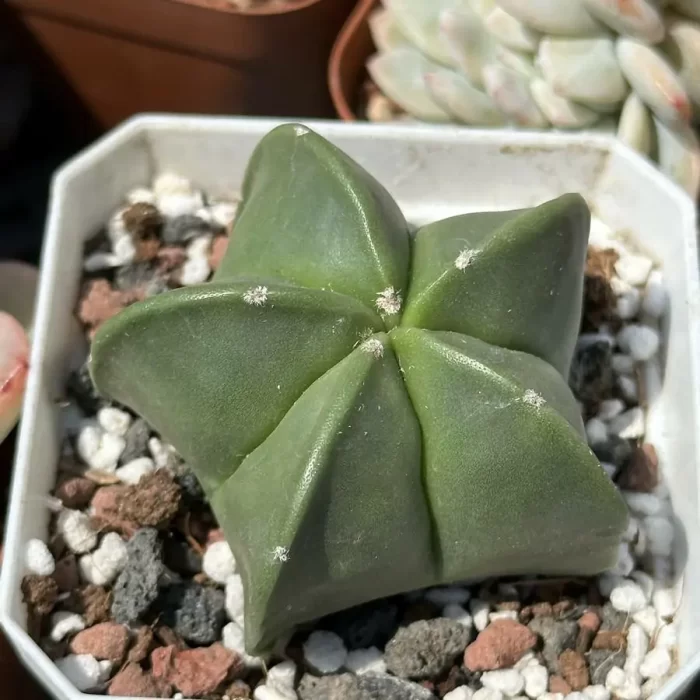 Cacti-Astrophytum myriostigma var. nudum - Image 1