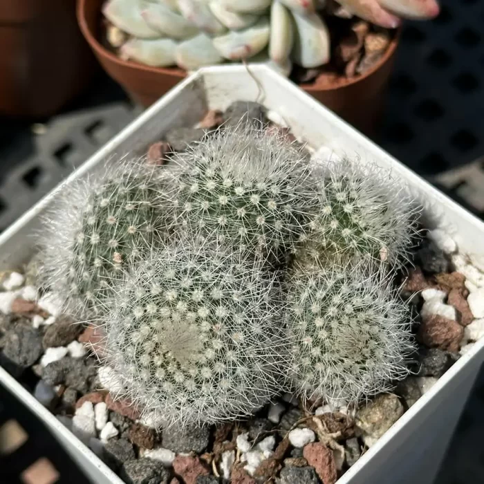 Cacti-Parodia scopa var. Clustering - Image 1