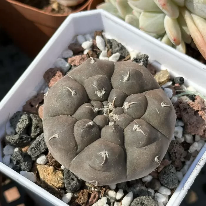 Cacti-Gymnocalycium prochazkianum - Image 1