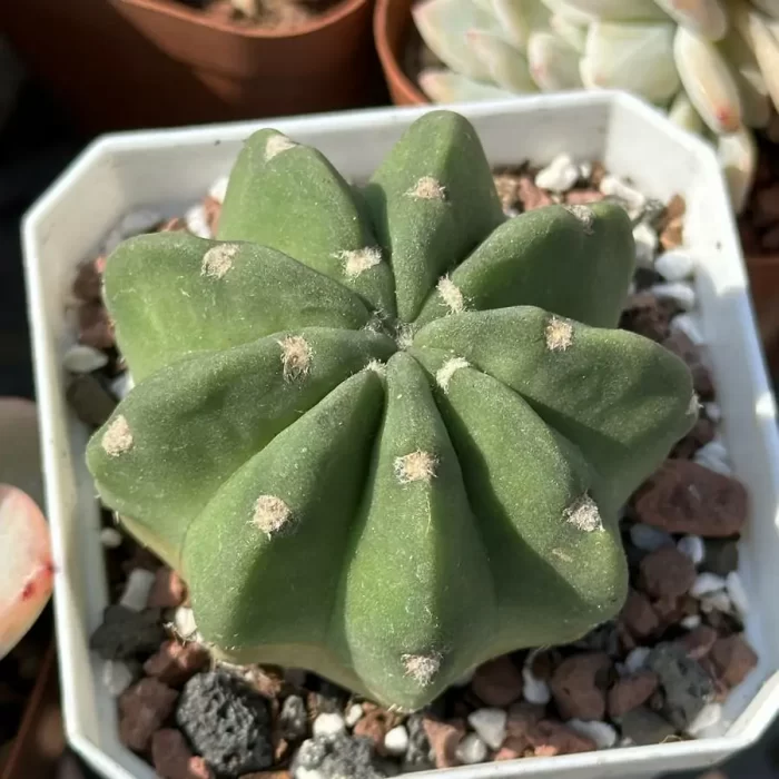Cacti-Echinopsis tubiflora(Pfeiff.) - Image 1
