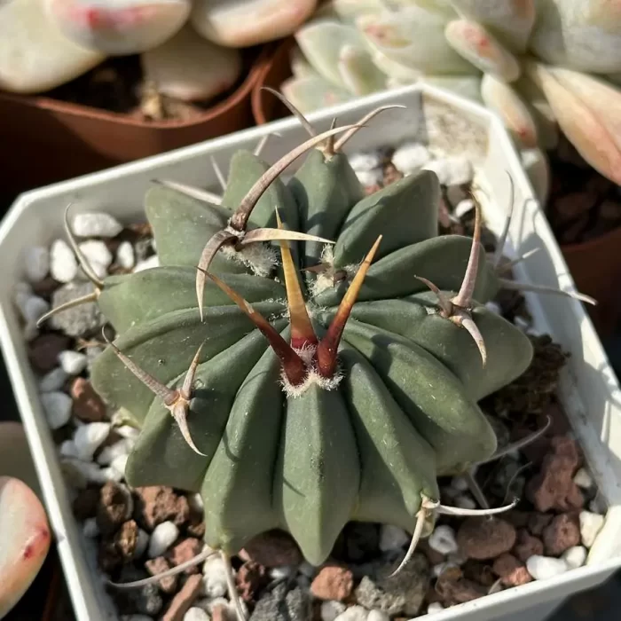 Cacti-Imperial Sword - Image 1