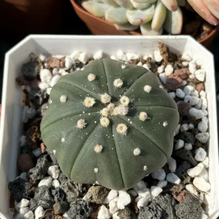 Cacti-Astrophytum asterias - Image 1