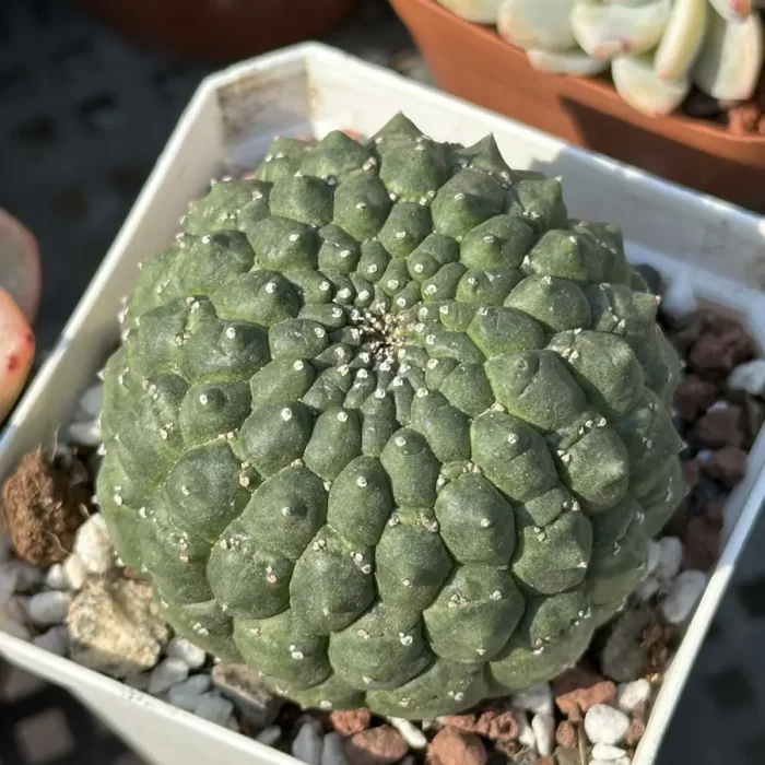 Cacti-Eriosyce - Image 1