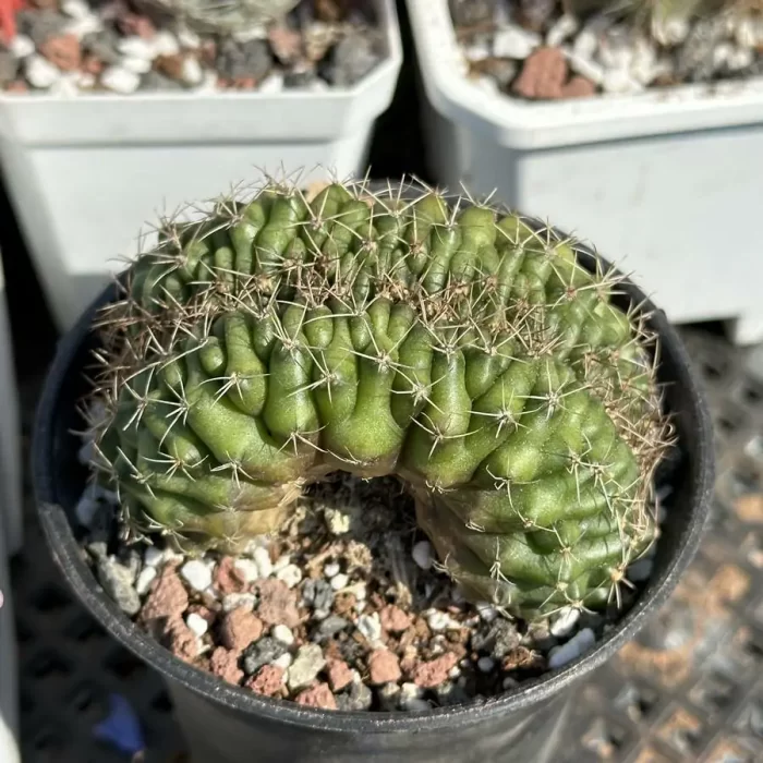 e201-132.webp Cacti-Gymnocalycium Cristata - Image 1