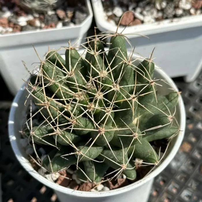 e201-133.webp Cacti-Dolichothele longimamma(DC.) Britton & Rose - Image 1