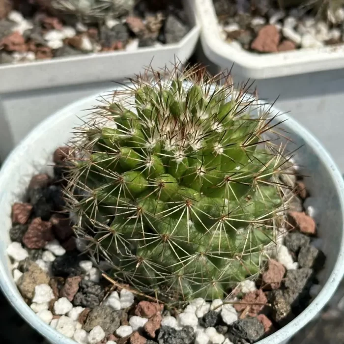 Cacti-Mammillaria spinosissima - Image 1