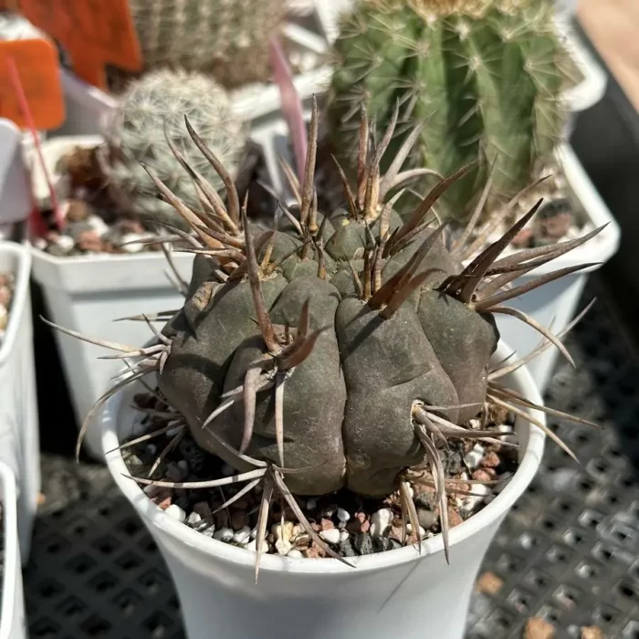 Cacti-Gymnocalycium hossei - Image 1