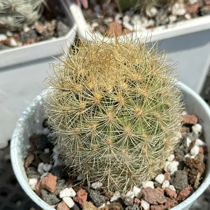 Cacti-Neoporterta nidus Br. et R. - Image 1