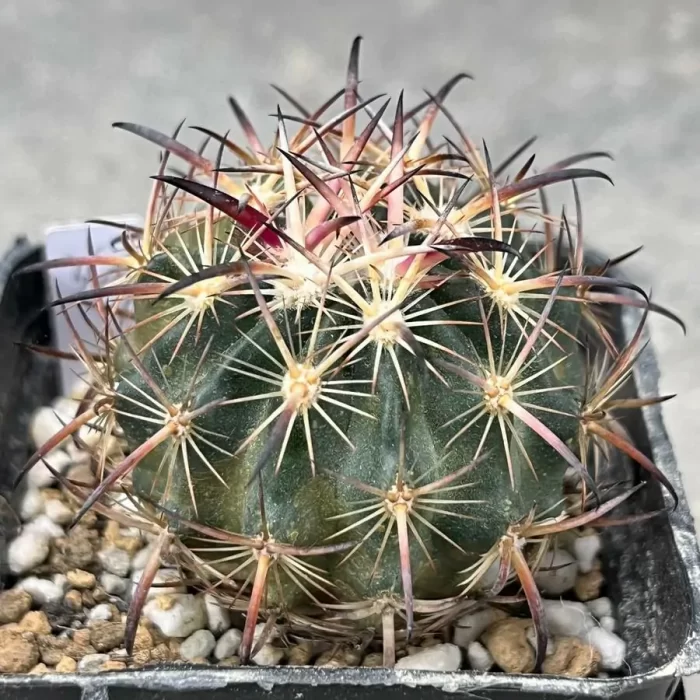e201-14.webp Cactus-Tiger Claw Jade - Image 1