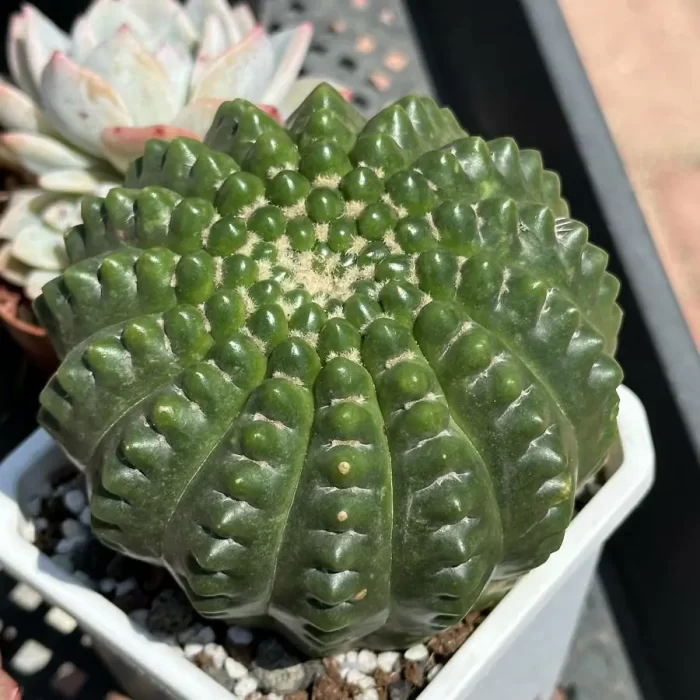 Cacti-Spineless Parodia werneri - Image 1