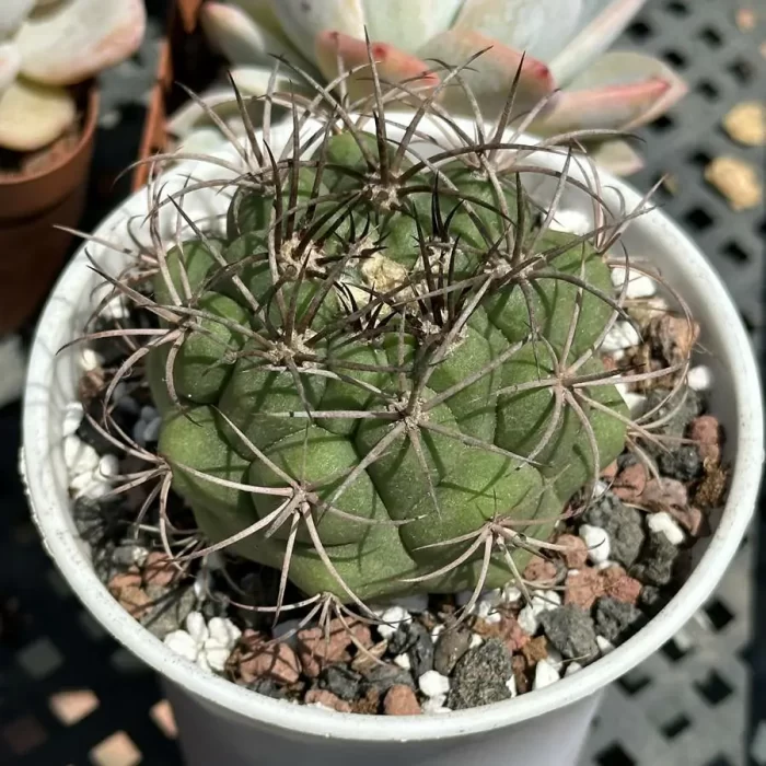 Cacti-Gymnocalycium pflanzii var. - Image 1