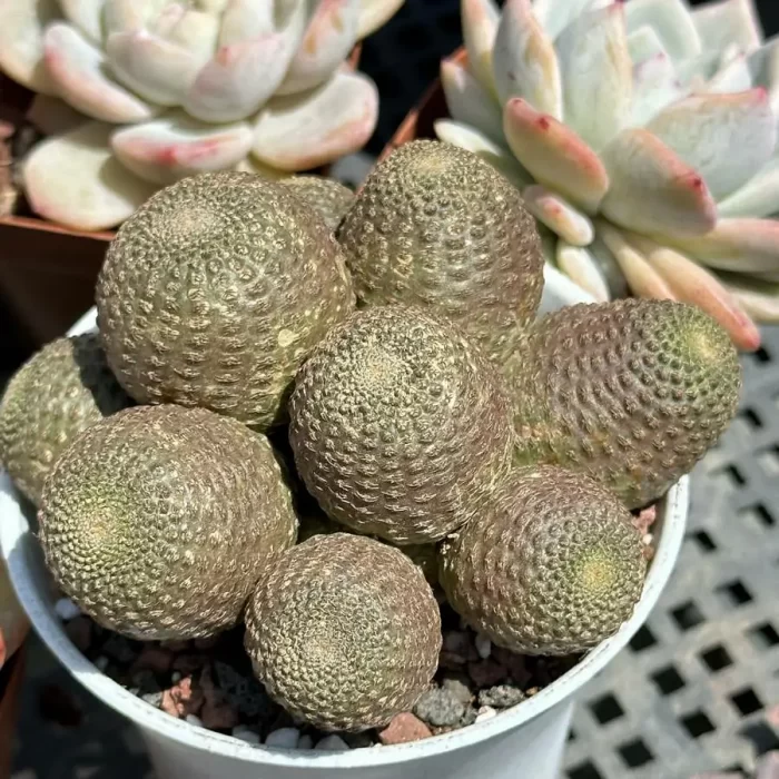 Cacti-Rebutia heliosa Clustering - Image 1