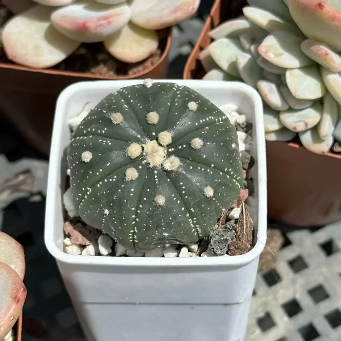 e201-144.webp Cacti-Astrophytum asterias line - Image 1