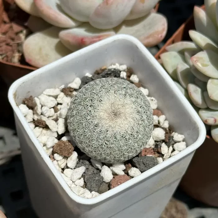 e201-145.webp Cacti-Epithelantha micromeris - Image 1