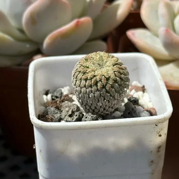Cacti-Mammillaria pectinifera - Image 1