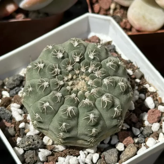 Cacti-Gymnocalyciumquehlianum F.Haage - Image 1