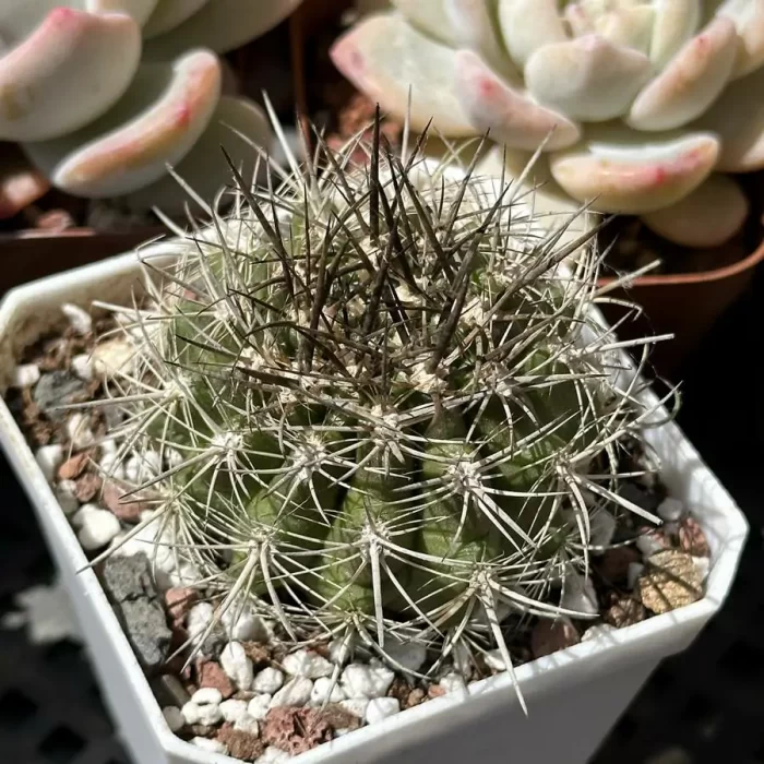 e201-149.webp Cacti-Neoporteria subgibbosa Br. et R. - Image 1