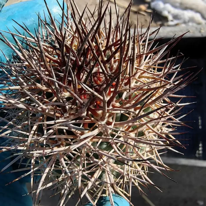 e201-15.webp Cactus-Eriosyce Bulbocalyx - Image 1