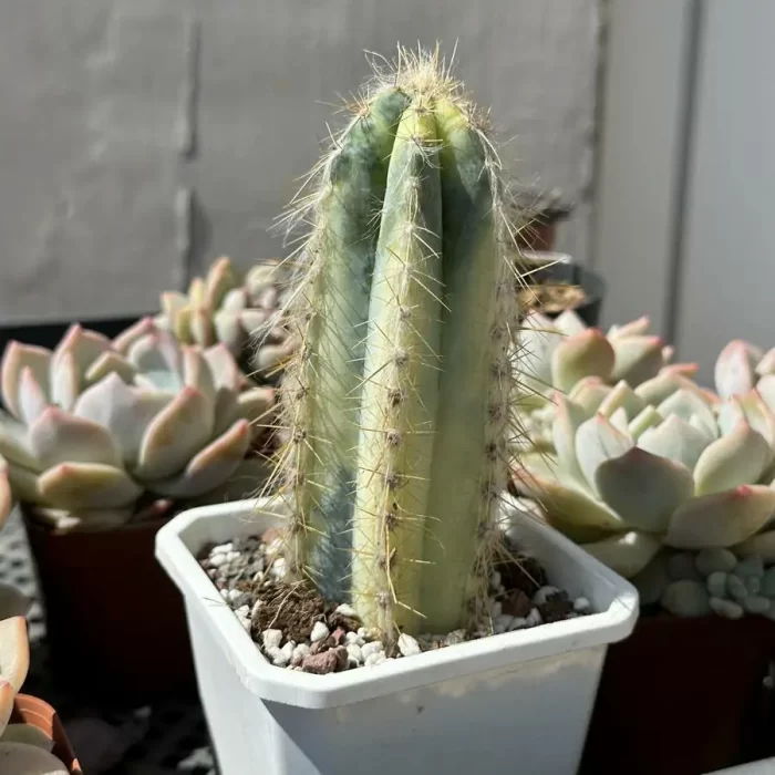 Cacti-Blue Pillar Variegated - Image 1