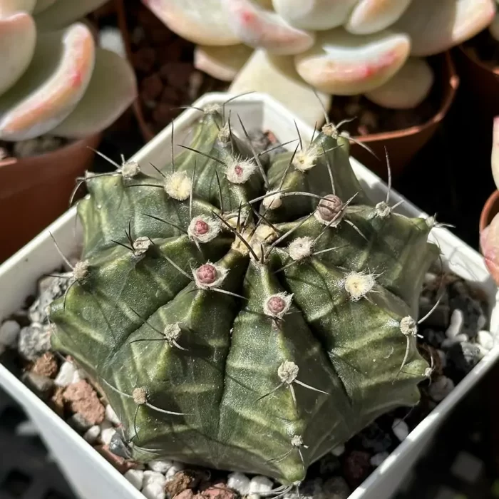 e201-153.webp Cacti-Gymnocalycium mihanovichii Britton - Image 1