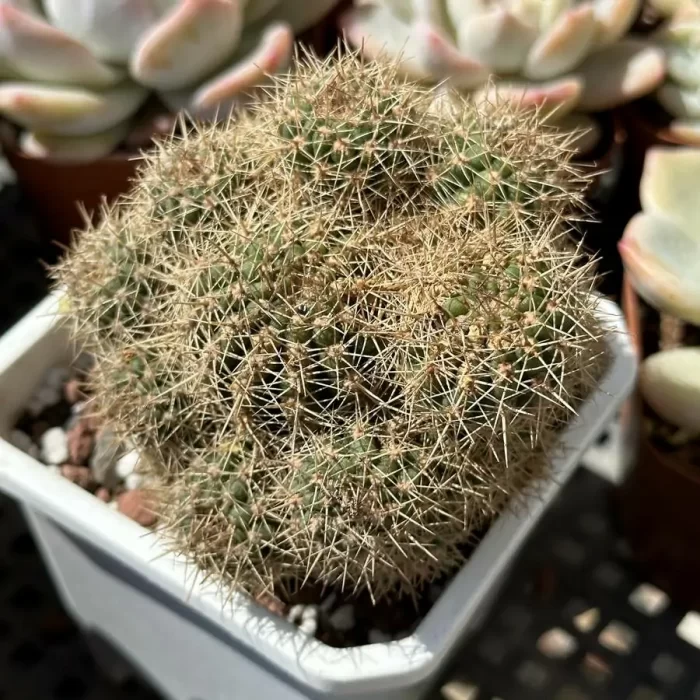 e201-154.webp Cacti-Trichocereus Hybrid’First Light’ Clustering - Image 1