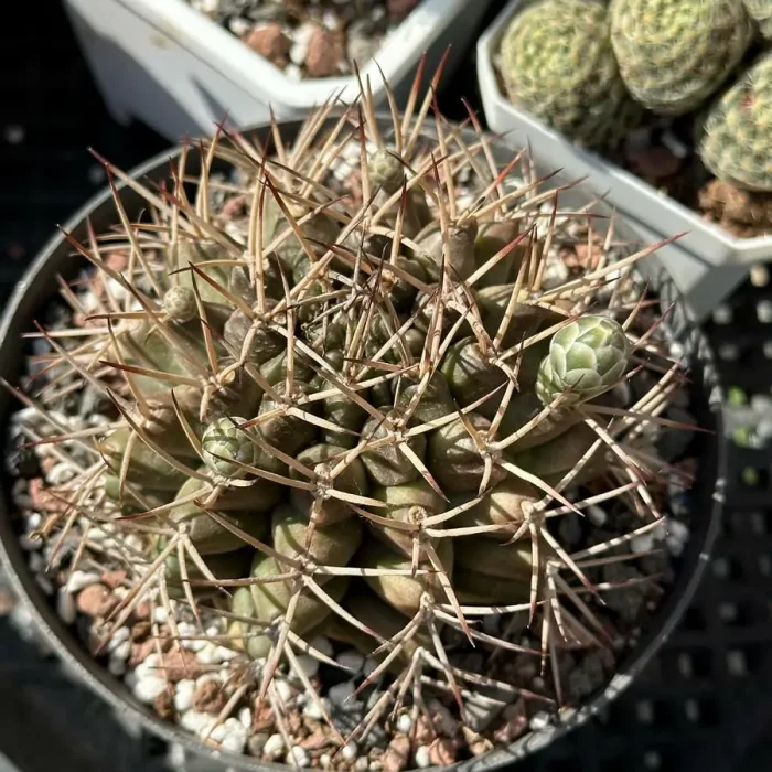 e201-159.webp Cacti-Gymnocalycium schickendantzii - Image 1