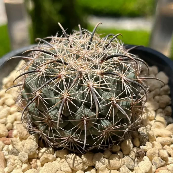 e201-16.webp Cactus-Coryphantha Kracikii - Image 1