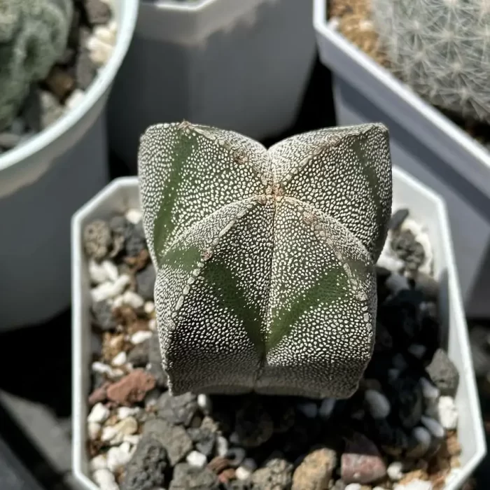 Cacti-Astrophytum myriostigma - Image 1
