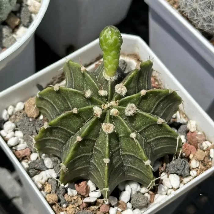 Cacti-Gymnocalycium stenopleurum sp. hybr. - Image 1