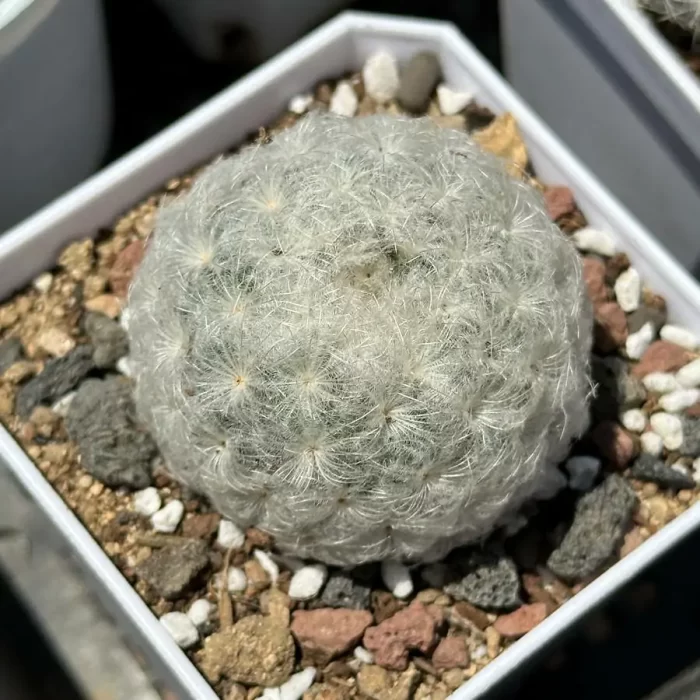 e201-165.webp Cacti-Mammillaria bocasana - Image 1