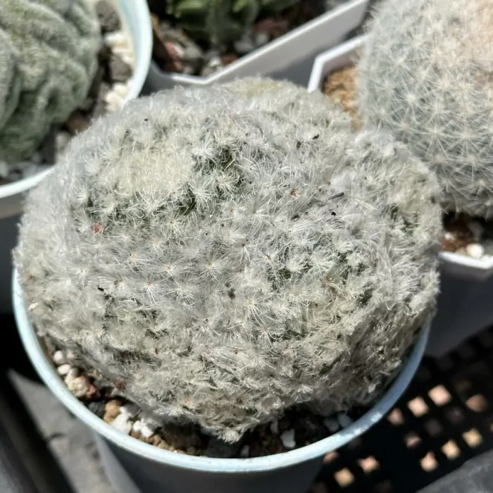 e201-166.webp Cacti-Mammillaria bocasana Clustering - Image 1