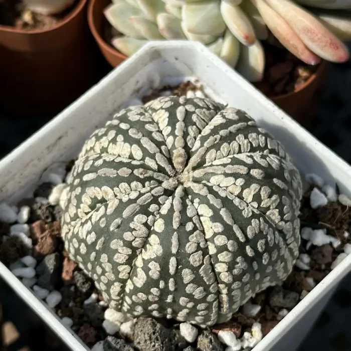e201-167.webp Cacti-Astrophytum asterias var. super - Image 1