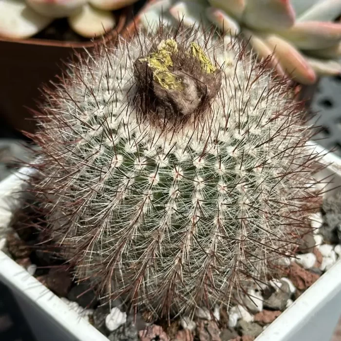 e201-169.webp Cacti-Parodia tabularis red - Image 1