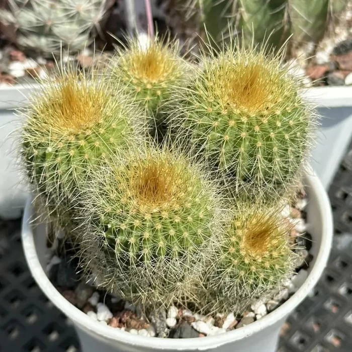 Cacti-Echino grusonii Clustering - Image 1