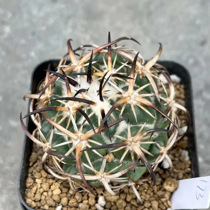 e201-18.webp Cactus-Coryphantha Tripugionacantha - Image 1