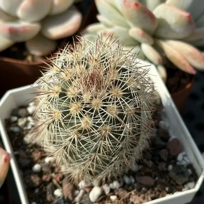 e201-19.webp Cactus-Echinocereus dasyacanthus Engelm - Image 1