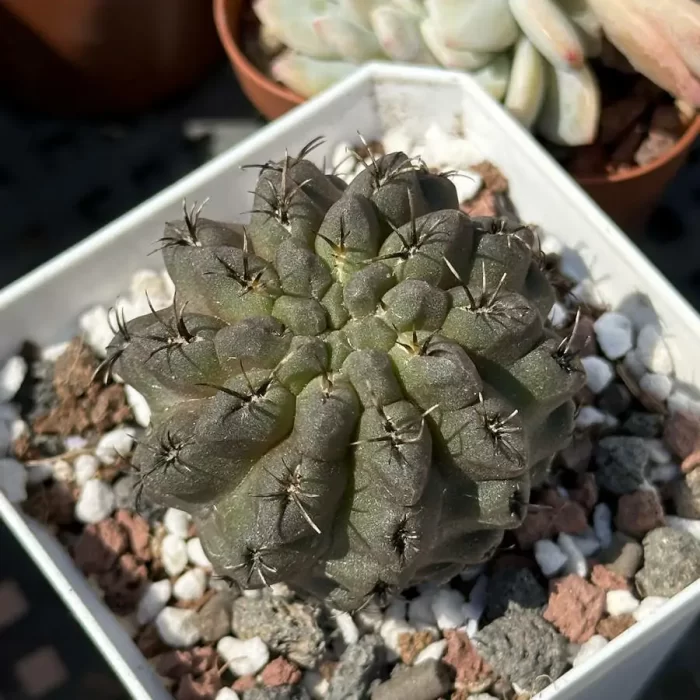 e201-20.webp Cactus-Eriosyce - Image 1