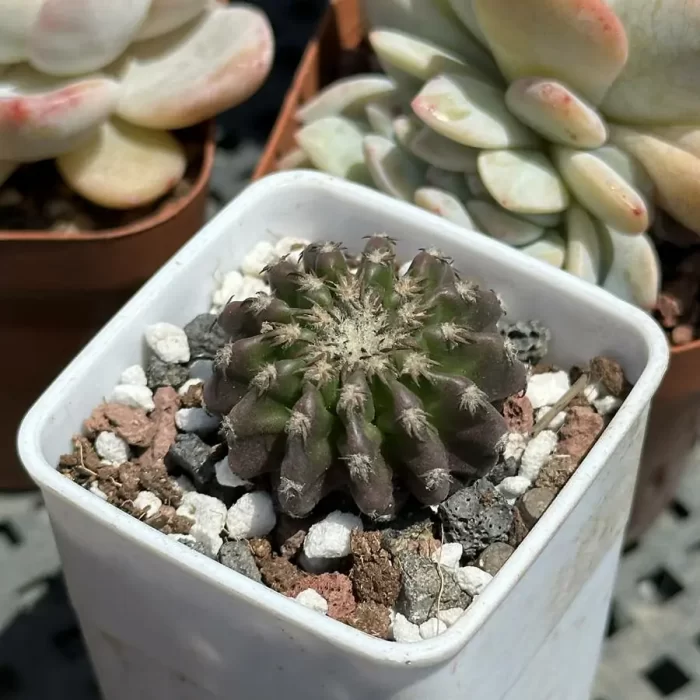 e201-22.webp Cactus-DiscoCactus-horstii - Image 1