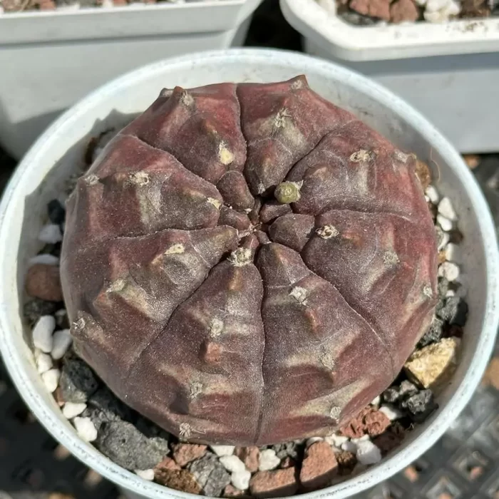 Cactus-Astrophytum Asterias Dream - Image 1