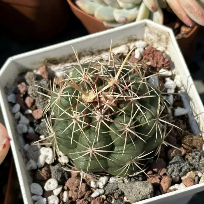 e201-24.webp Cactus-TheloCactus-bicolor ssp. bicolor - Image 1