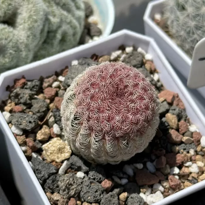 e201-25.webp Cactus-Echinocereus rigidissimus var. - Image 1