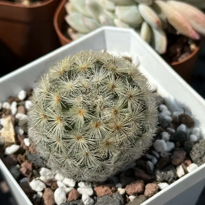 e201-26.webp Cactus-Mammillaria carmenae - Image 1