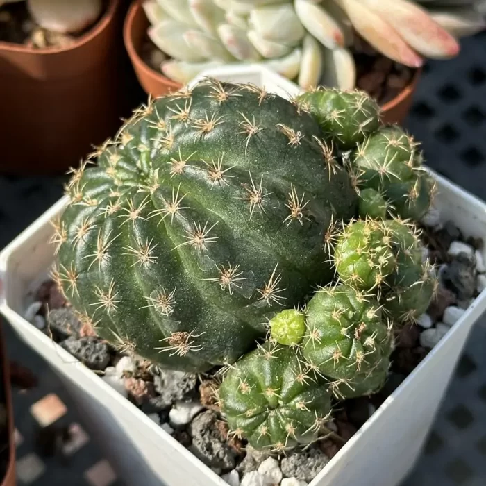 e201-27.webp Cactus-Cactaceae Lotus - Image 1