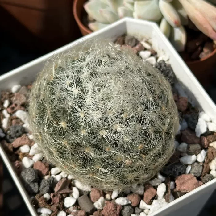 e201-28.webp Cactus-dance star - Image 1