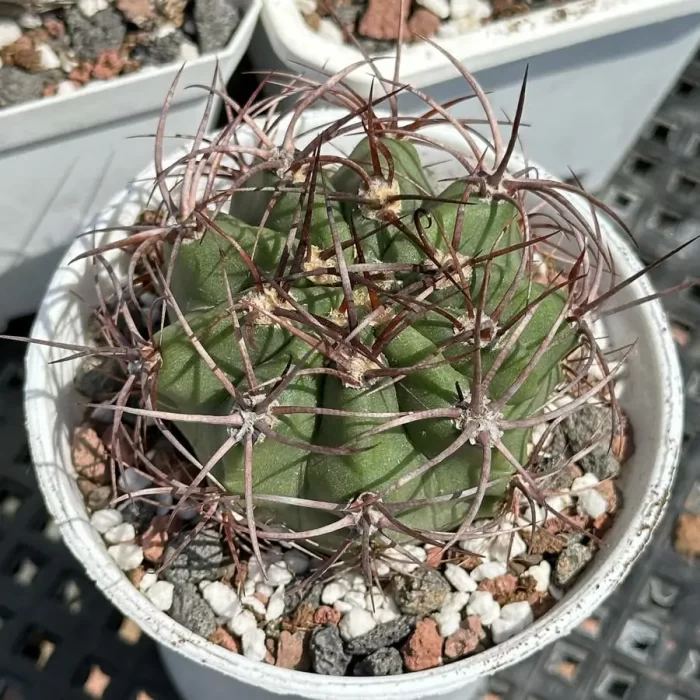 e201-29.webp Cactus-Denmoza rhodacantha - Image 1