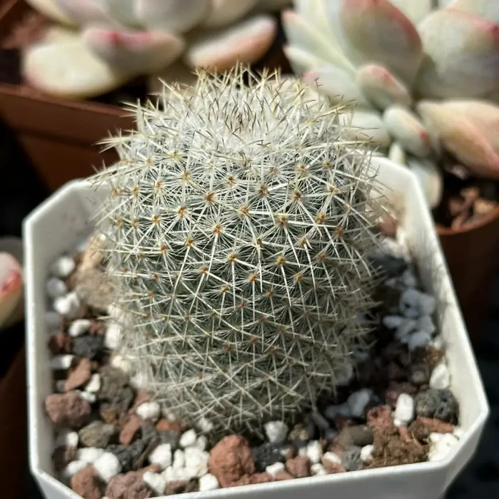 e201-32.webp Cactus-Echinopsis white lady - Image 1