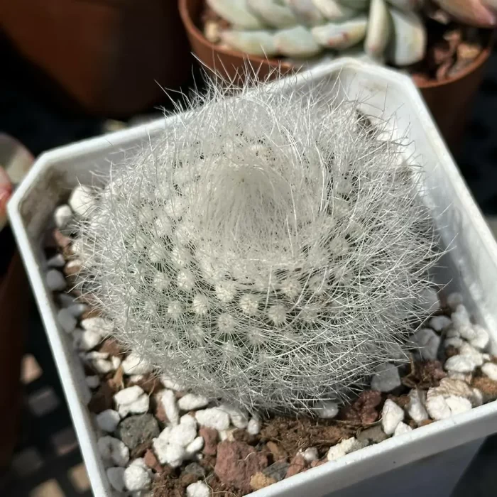 e201-33.webp Cactus-Parodia scopa var. - Image 1