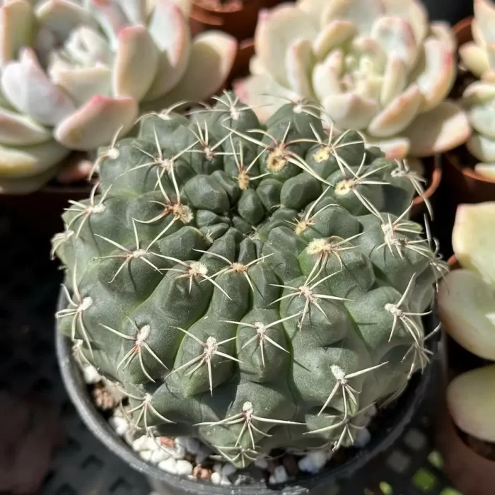e201-36.webp Cactus-Gymnocalycium baldianum - Image 1