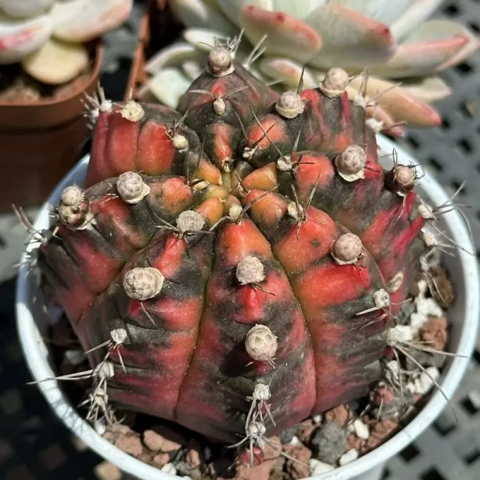 e201-38.webp Cactus-Gymnocalycium mihanovichii Variegate - Image 1