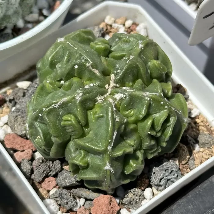 e201-39.webp Cactus-Astrophytum myriostigma walnut - Image 1